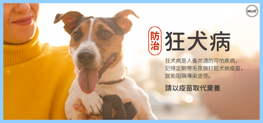 【狂犬病會死掉嗎？會傳染給狗或人嗎？疫苗怎麼打？一次報給你知！】