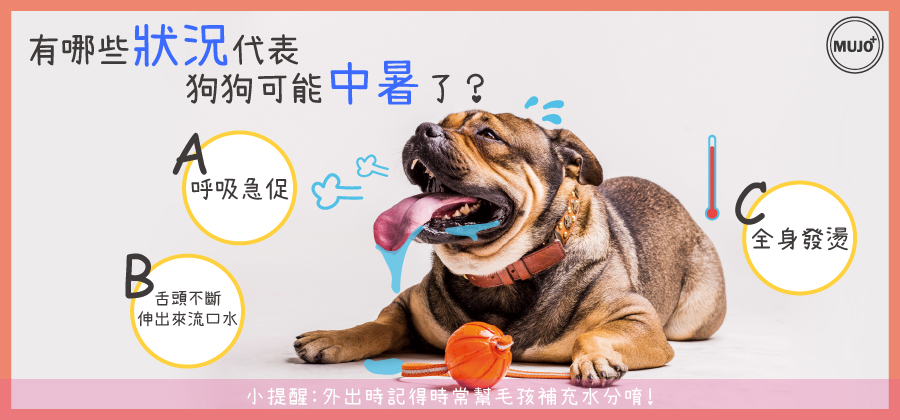 狗狗中暑了怎麼辦！該如何預防狗狗中暑呢？